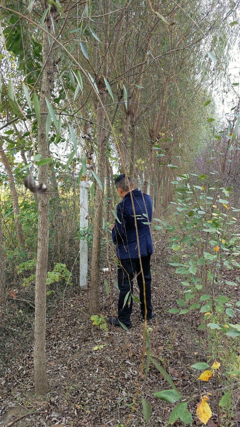 垂柳垂柳苗金丝垂柳青皮垂柳黄皮垂柳柳树