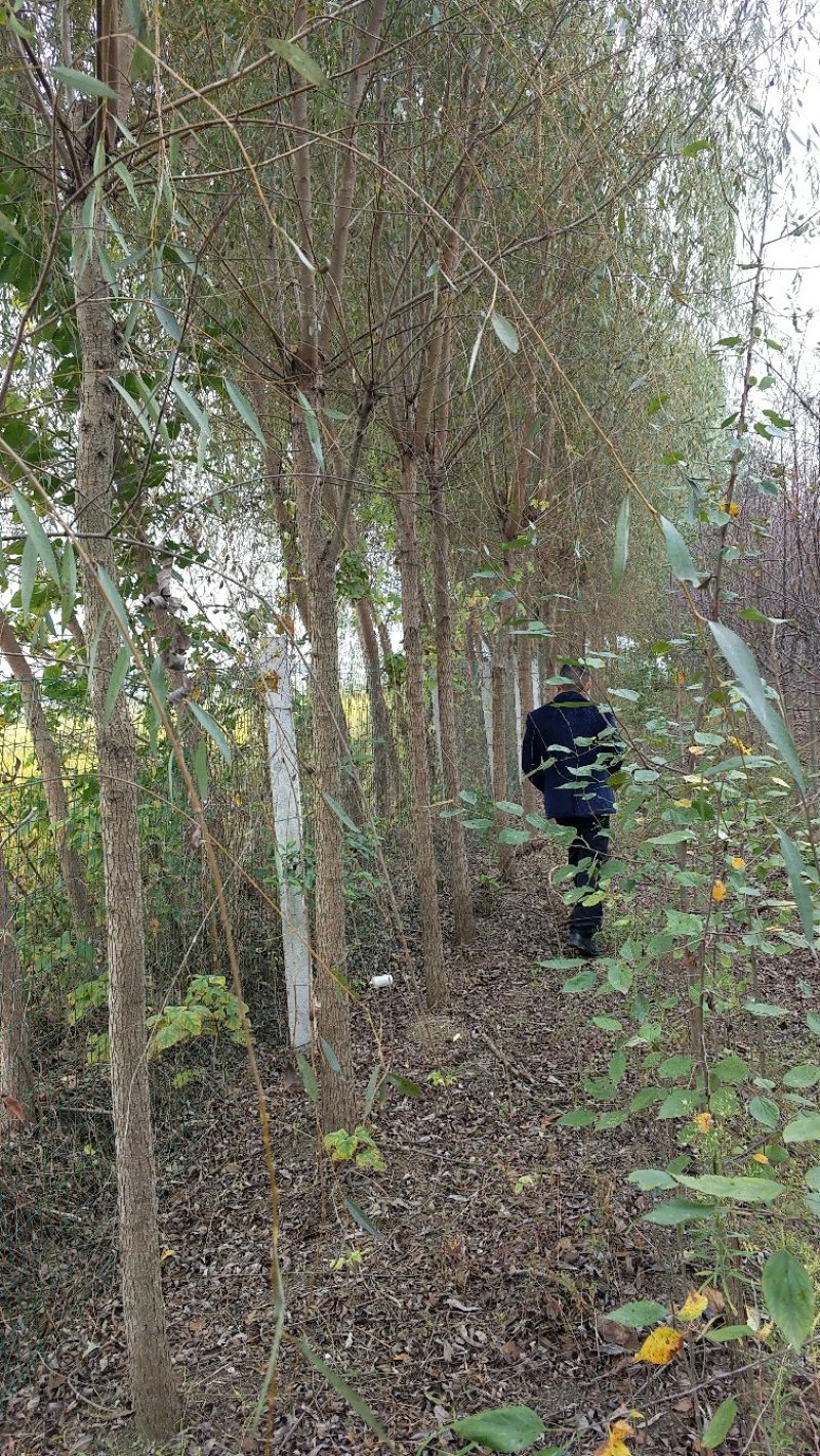 垂柳垂柳苗金丝垂柳青皮垂柳黄皮垂柳柳树