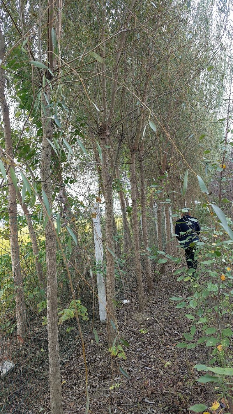 垂柳垂柳苗金丝垂柳青皮垂柳黄皮垂柳柳树
