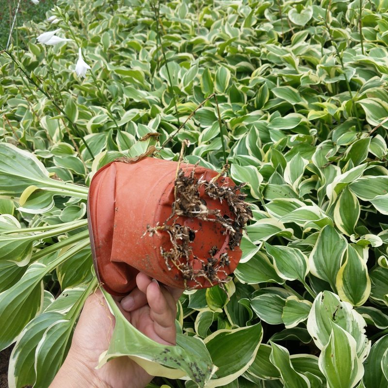 金边玉簪甜心玉簪花叶玉簪玉簪花玉簪苗大花玉簪
