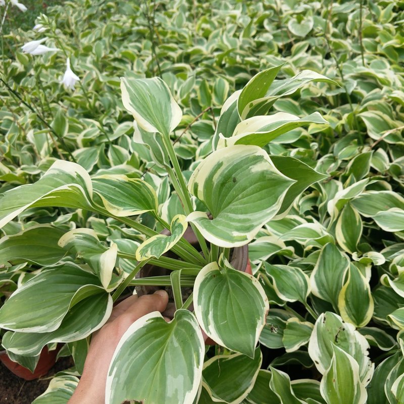 金边玉簪甜心玉簪花叶玉簪玉簪花玉簪苗大花玉簪