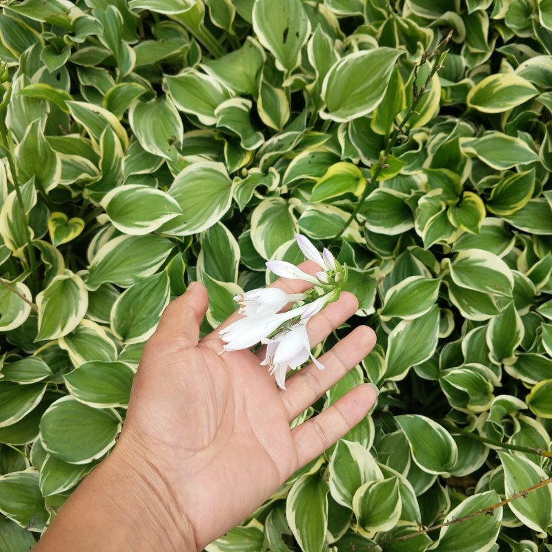 金边玉簪甜心玉簪花叶玉簪玉簪花玉簪苗大花玉簪