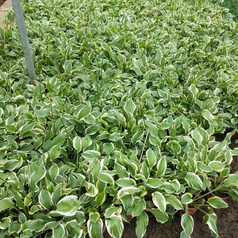 金边玉簪甜心玉簪花叶玉簪玉簪花玉簪苗大花玉簪