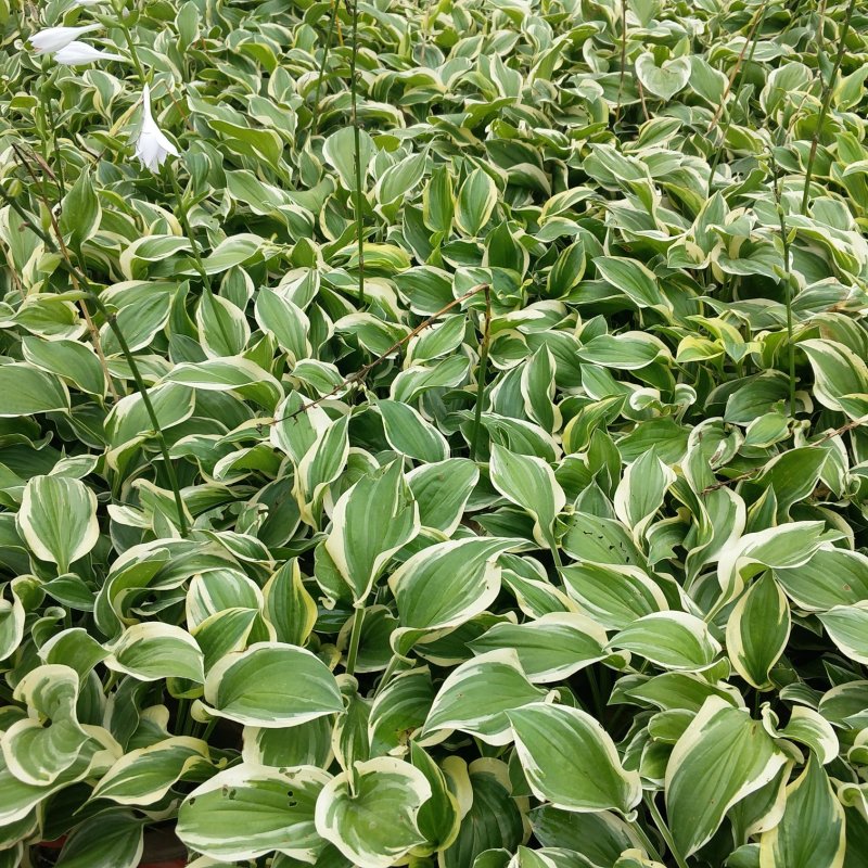金边玉簪甜心玉簪花叶玉簪玉簪花玉簪苗大花玉簪