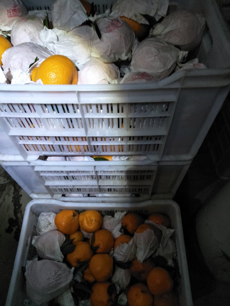 春见耙耙柑次果商品耙耙柑高次果蒲江耙耙柑精品次果鲜货产地