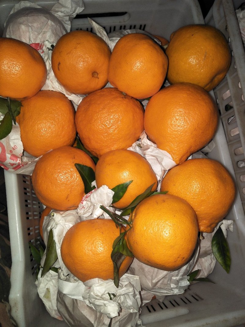 春见耙耙柑次果商品耙耙柑高次果蒲江耙耙柑精品次果鲜货产地