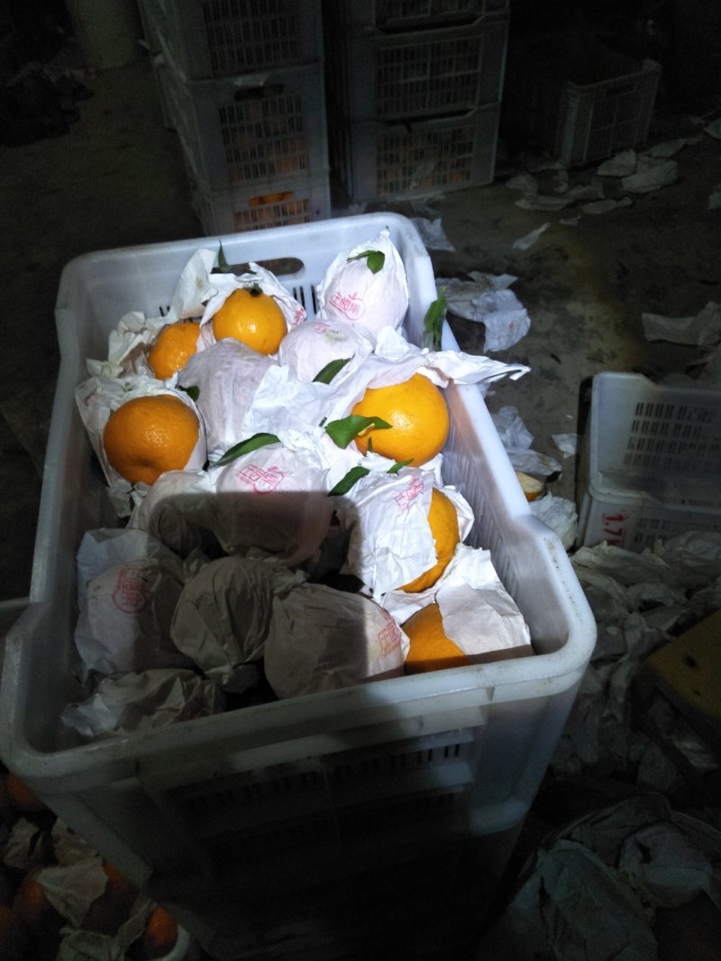 春见耙耙柑次果商品耙耙柑高次果蒲江耙耙柑精品次果鲜货产地