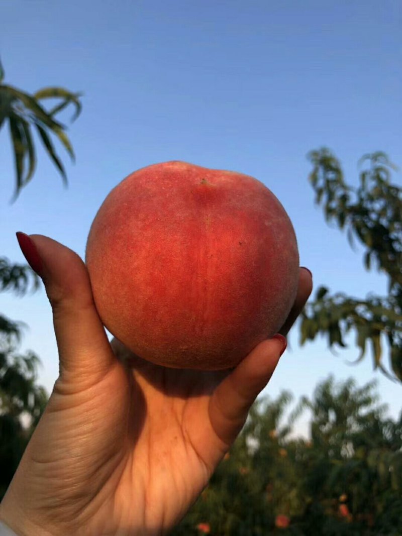 金秋红蜜