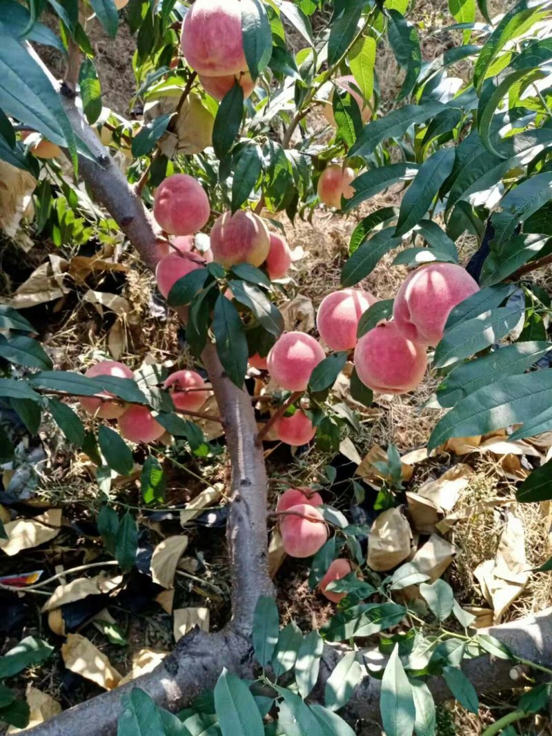 金秋红蜜
