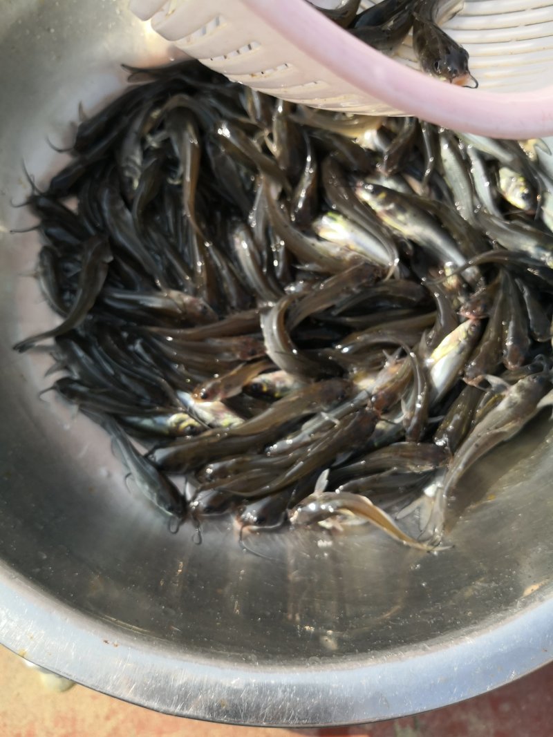 斑点叉尾回（魽鱼）场地直销，量大优惠，技术指导