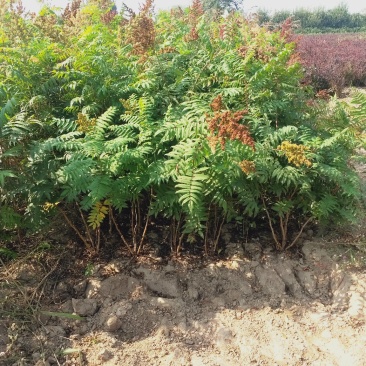 大量出售丛生珍珠梅苗,分枝多,冠副大,产地直供,支持现场