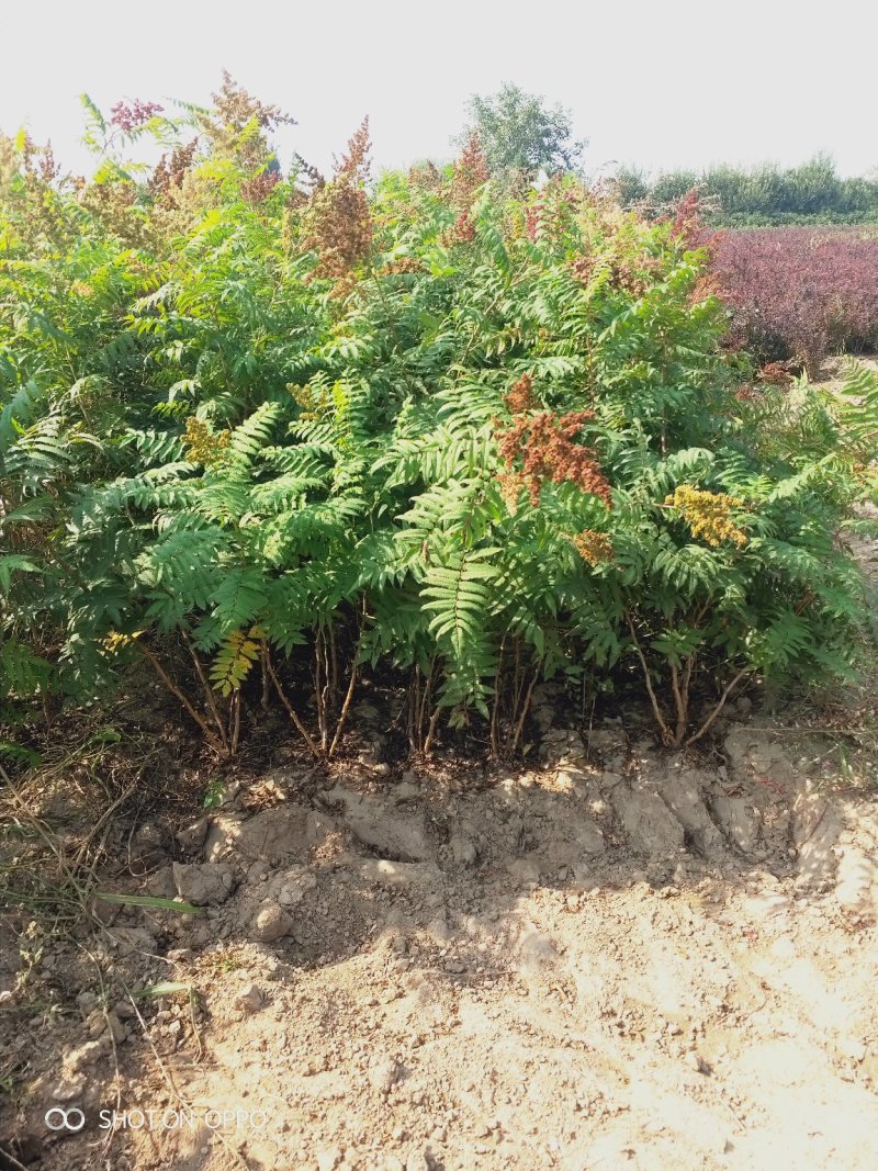 大量出售丛生珍珠梅苗，分枝多，冠副大，产地直供，支持现场