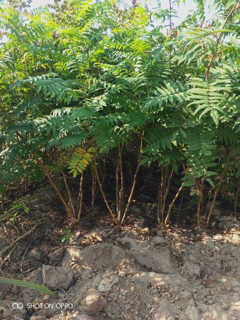 大量出售丛生珍珠梅苗，分枝多，冠副大，产地直供，支持现场