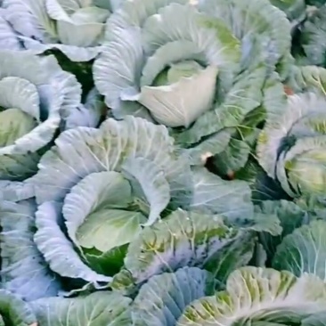 2～3公斤扁包菜大量上市