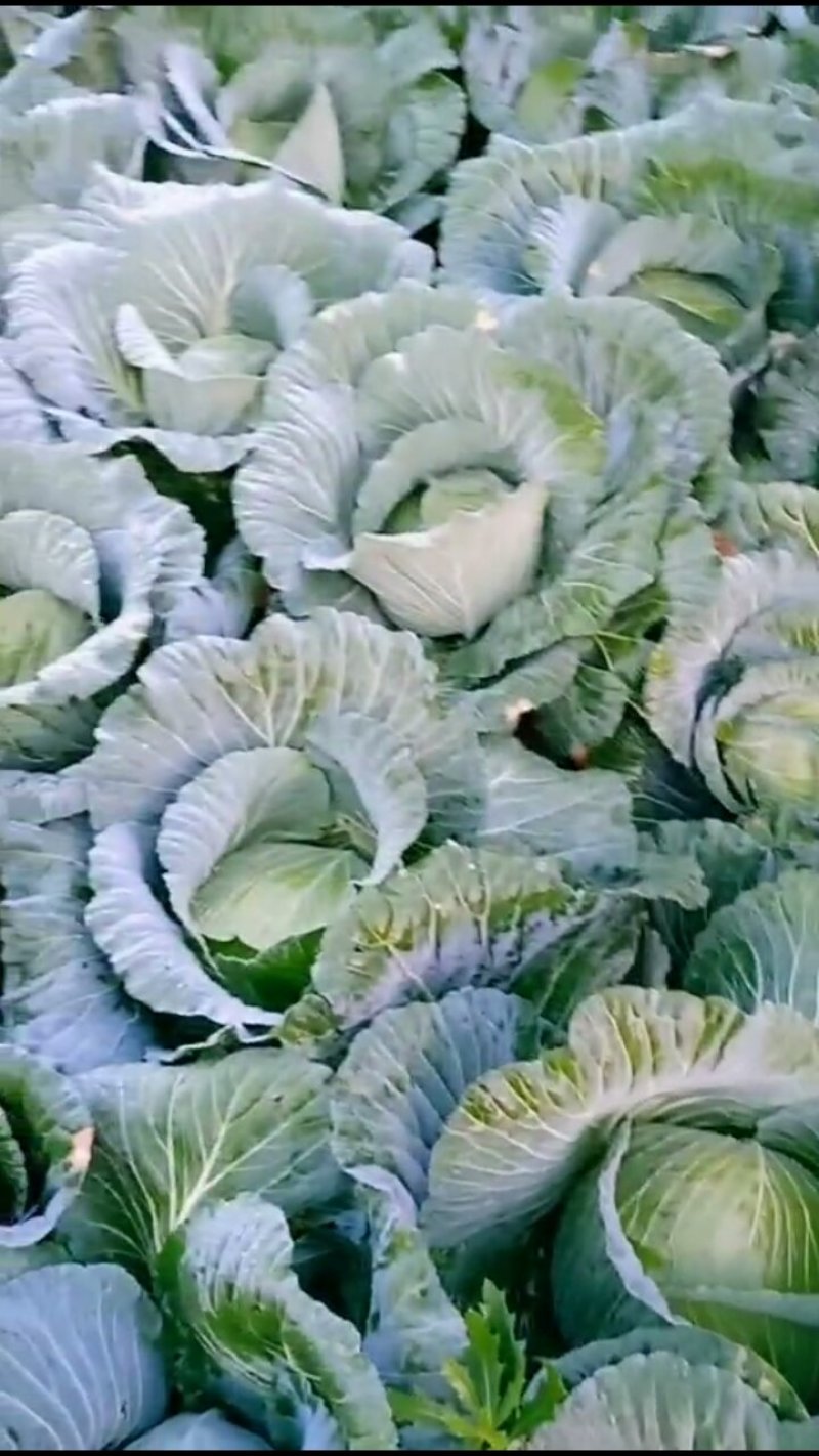 2～3公斤扁包菜大量上市