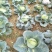 2～3公斤扁包菜大量上市