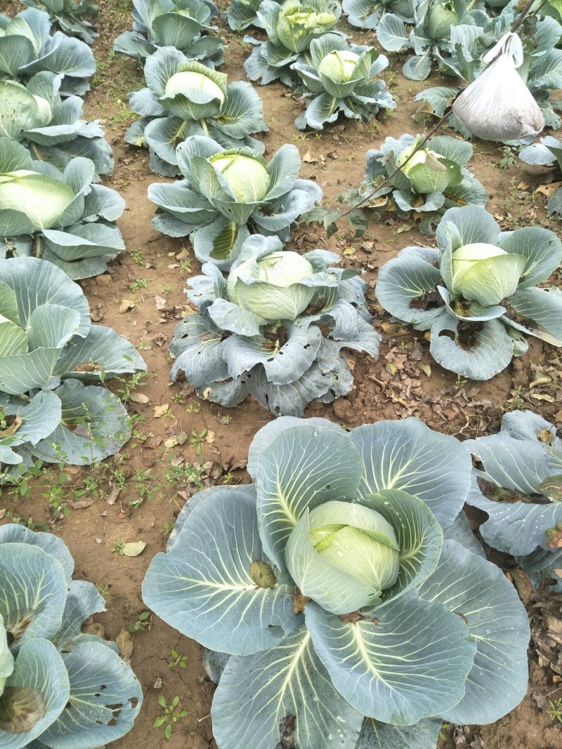 2～3公斤扁包菜大量上市