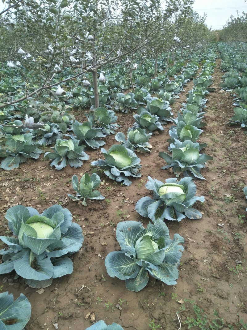2～3公斤扁包菜大量上市