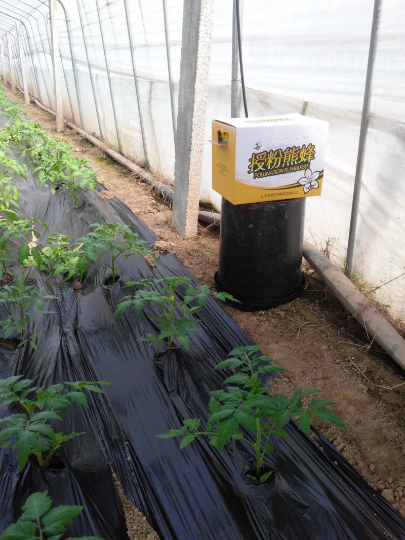 熊蜂优质授粉熊蜂番茄草莓蓝莓授粉活力好质量可靠