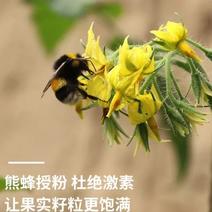 熊蜂优质授粉熊蜂番茄草莓蓝莓授粉活力好质量可靠