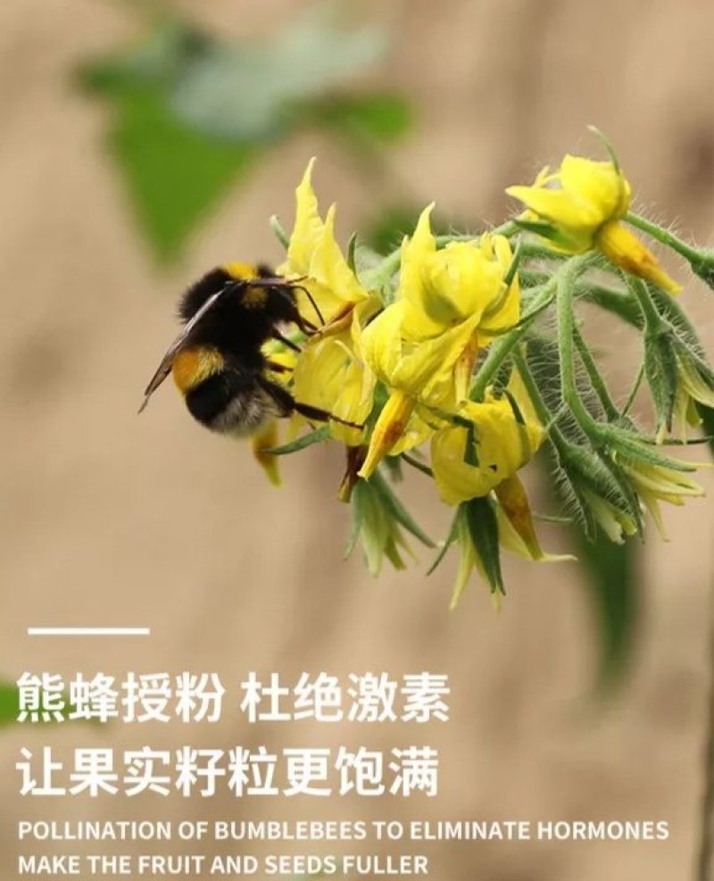 熊蜂优质授粉熊蜂番茄草莓蓝莓授粉活力好质量可靠