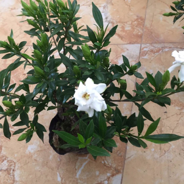 地被色块杯苗小叶栀子花