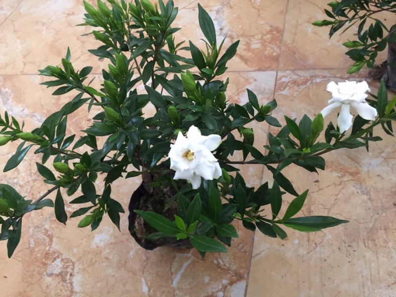 地被色块杯苗小叶栀子花