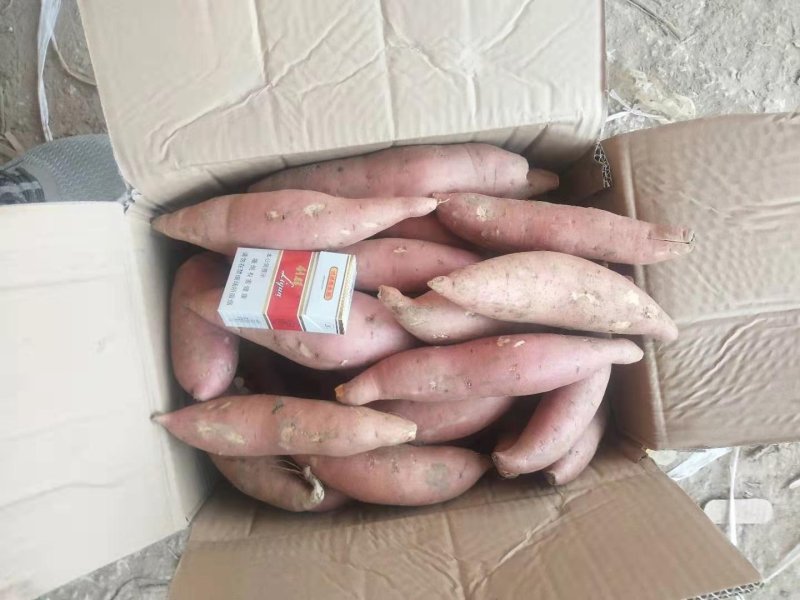 龙薯九精品龙薯9分拣包装产地代办