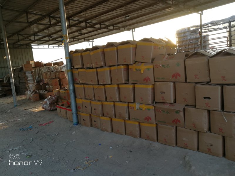 龙薯九精品龙薯9分拣包装产地代办