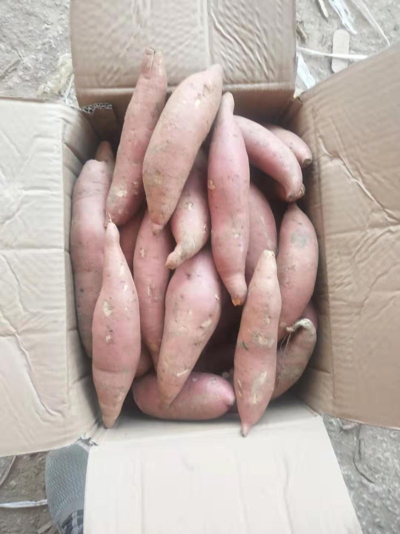 龙薯九精品龙薯9分拣包装产地代办