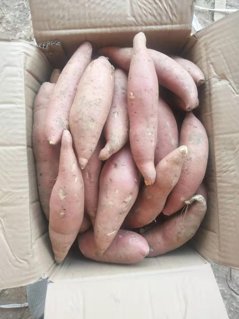 龙薯九精品龙薯9分拣包装产地代办