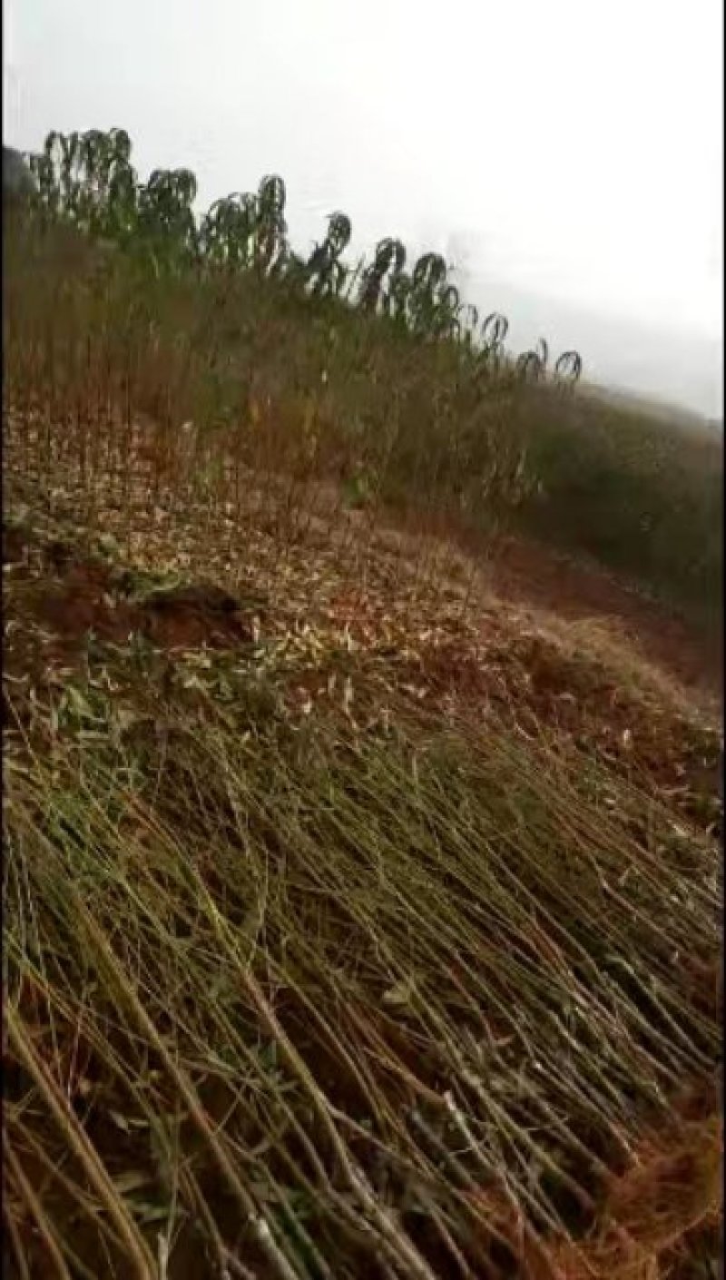 当年嫁接血桃苗，地径0.8左右，现起现发，保证成活率