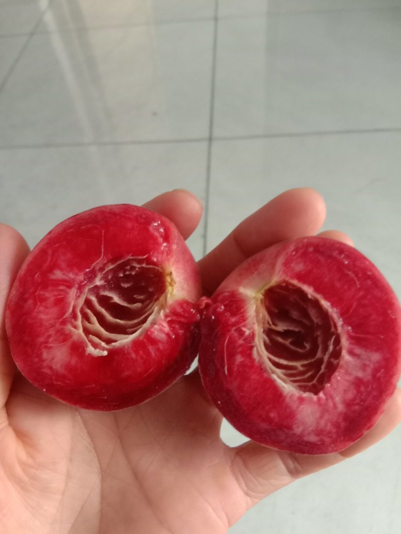当年嫁接血桃苗，地径0.8左右，现起现发，保证成活率