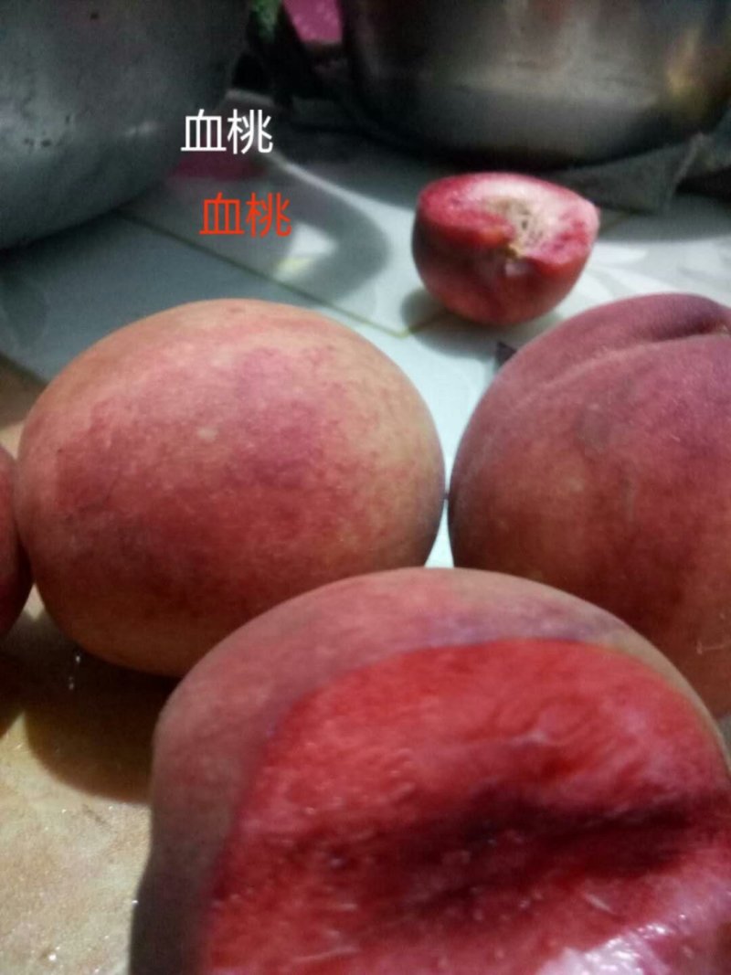 当年嫁接血桃苗，地径0.8左右，现起现发，保证成活率