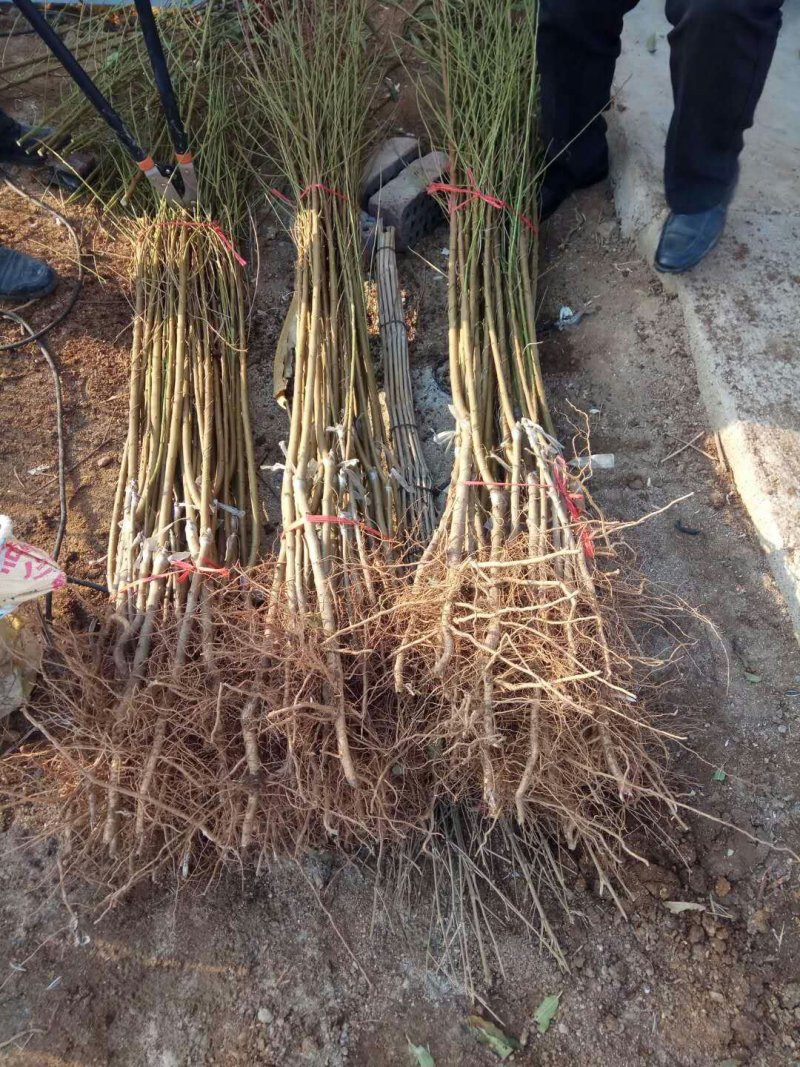 当年嫁接血桃苗，地径0.8左右，现起现发，保证成活率
