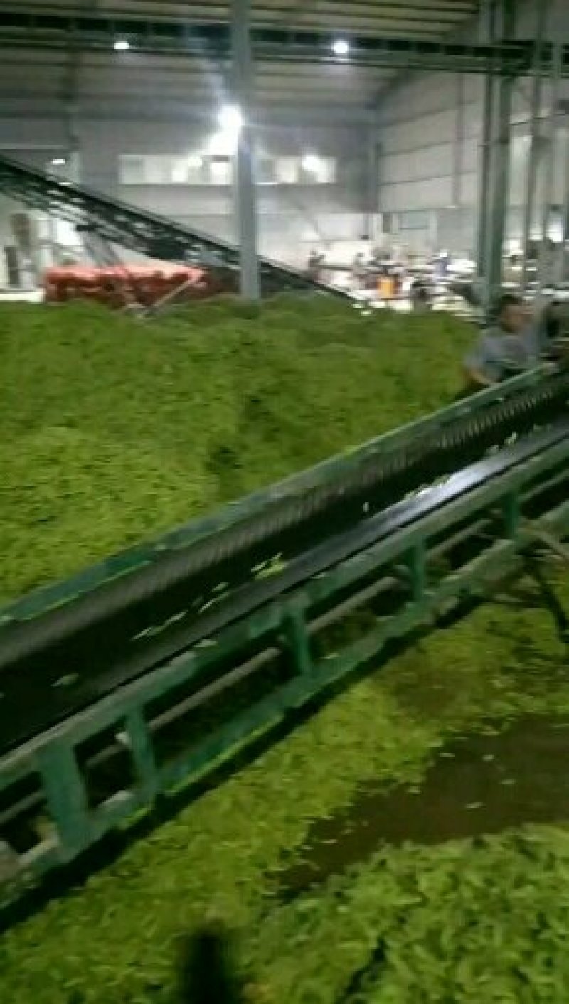 精品毛豆质量好价格低欢迎新老客户联系