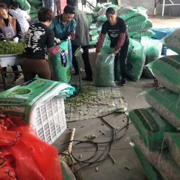 精品毛豆质量好价格低欢迎新老客户联系