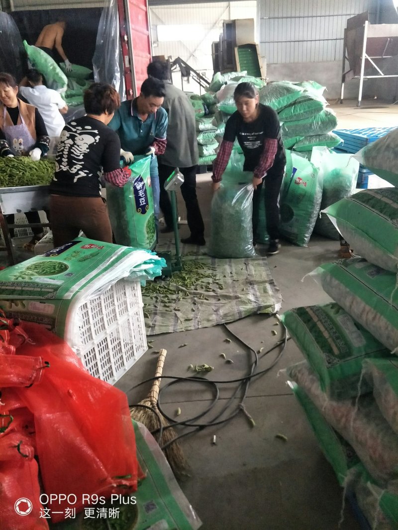 精品毛豆质量好价格低欢迎新老客户联系