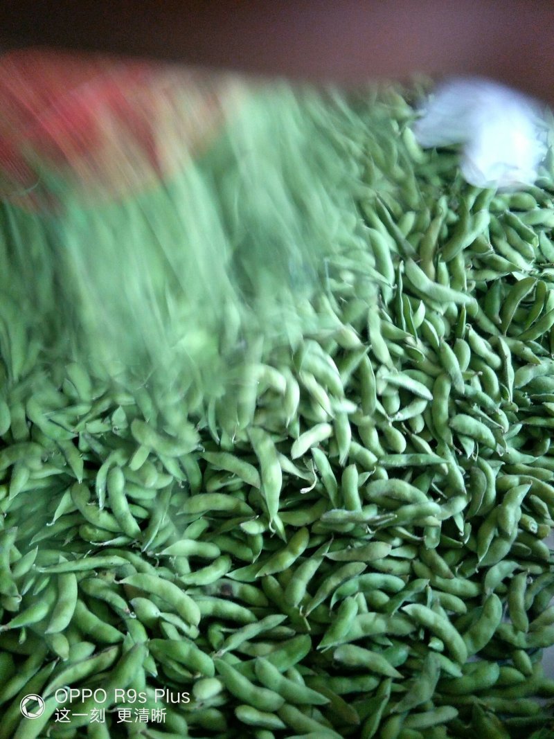 精品毛豆质量好价格低欢迎新老客户联系