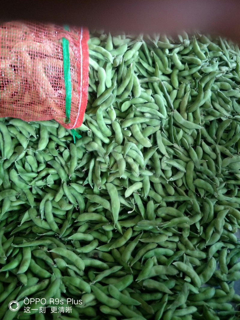 精品毛豆质量好价格低欢迎新老客户联系