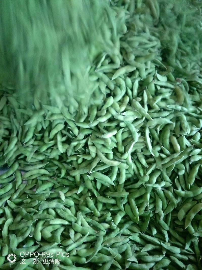 精品毛豆质量好价格低欢迎新老客户联系