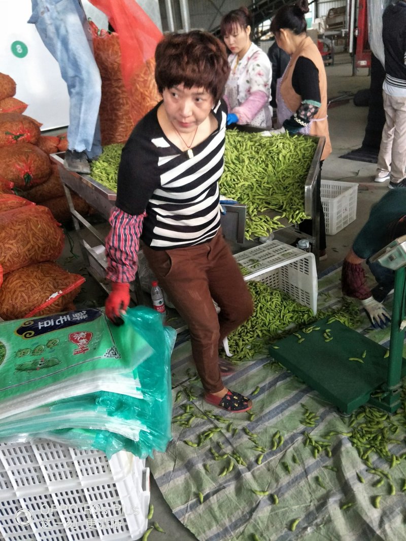 精品毛豆质量好价格低欢迎新老客户联系
