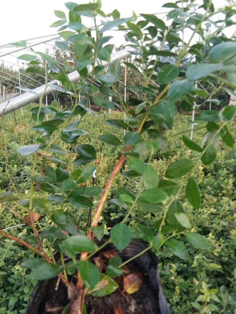 莱格西蓝莓苗脱毒3年苗出售地栽蓝莓苗产量高