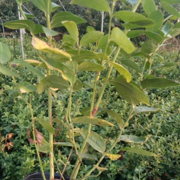 莱格西蓝莓苗脱毒3年苗出售地栽蓝莓苗产量高
