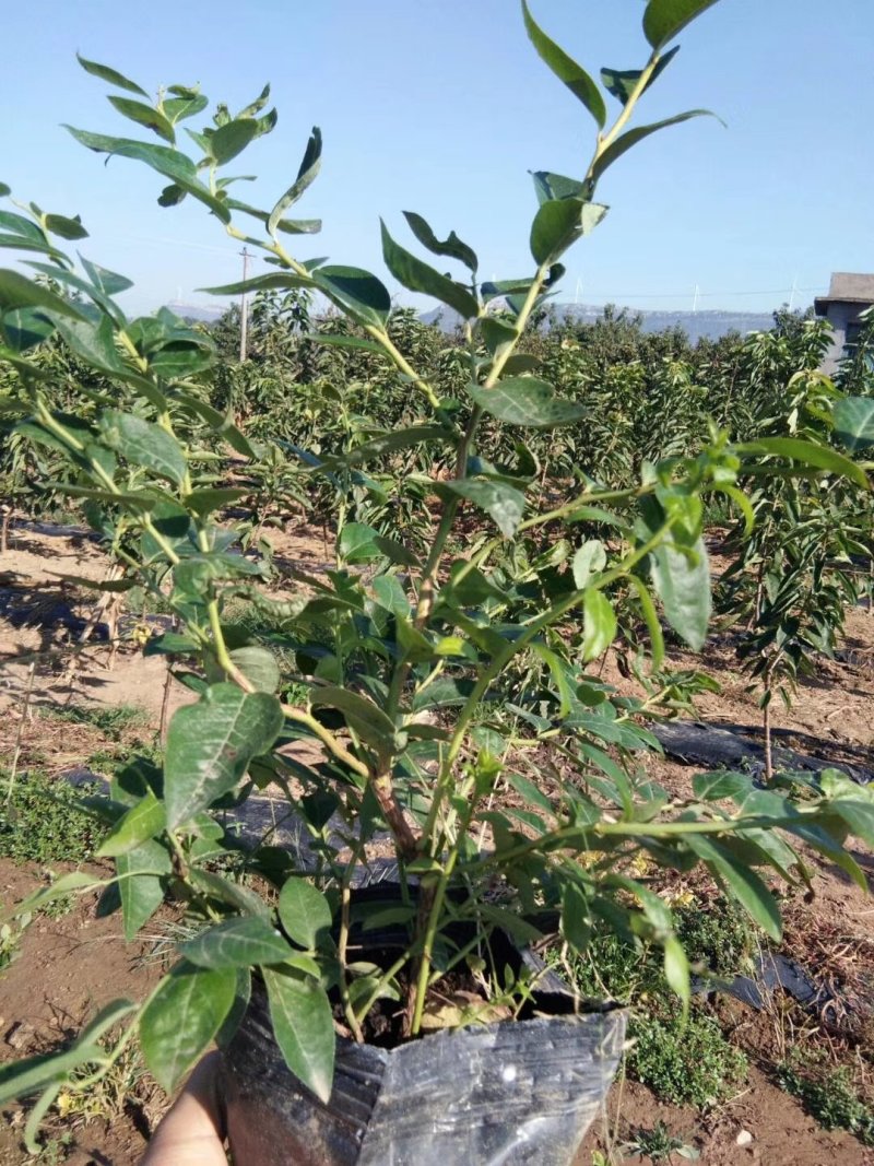 莱格西蓝莓苗脱毒3年苗出售地栽蓝莓苗产量高