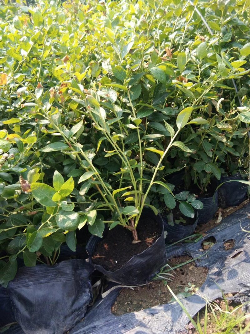 莱格西蓝莓苗脱毒3年苗出售地栽蓝莓苗产量高