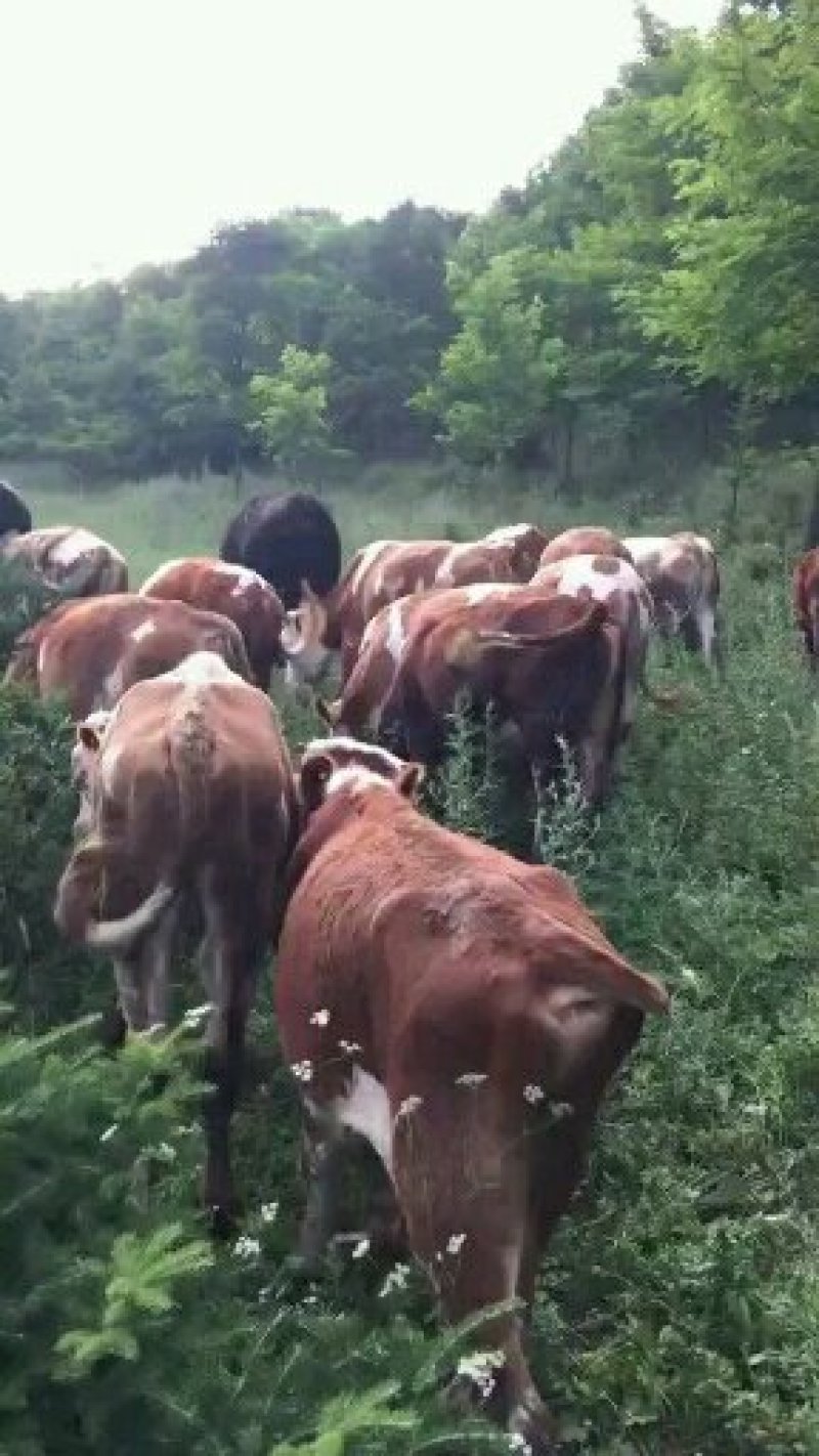 【热售中】西门搭尔，夏洛莱牛，利木赞牛，小牛犊
