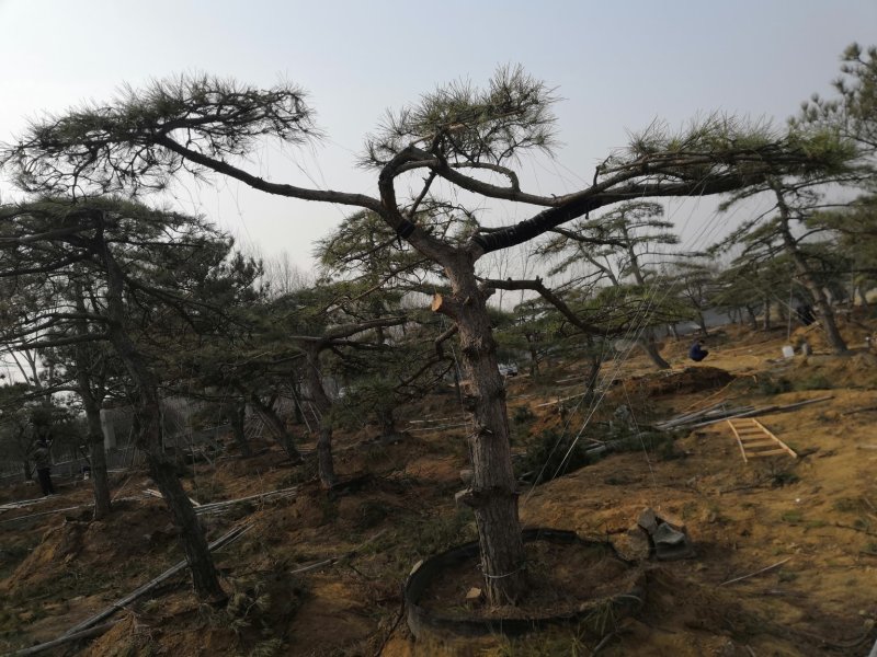 造型景观树泰山景松造型奇特春天移栽正合适