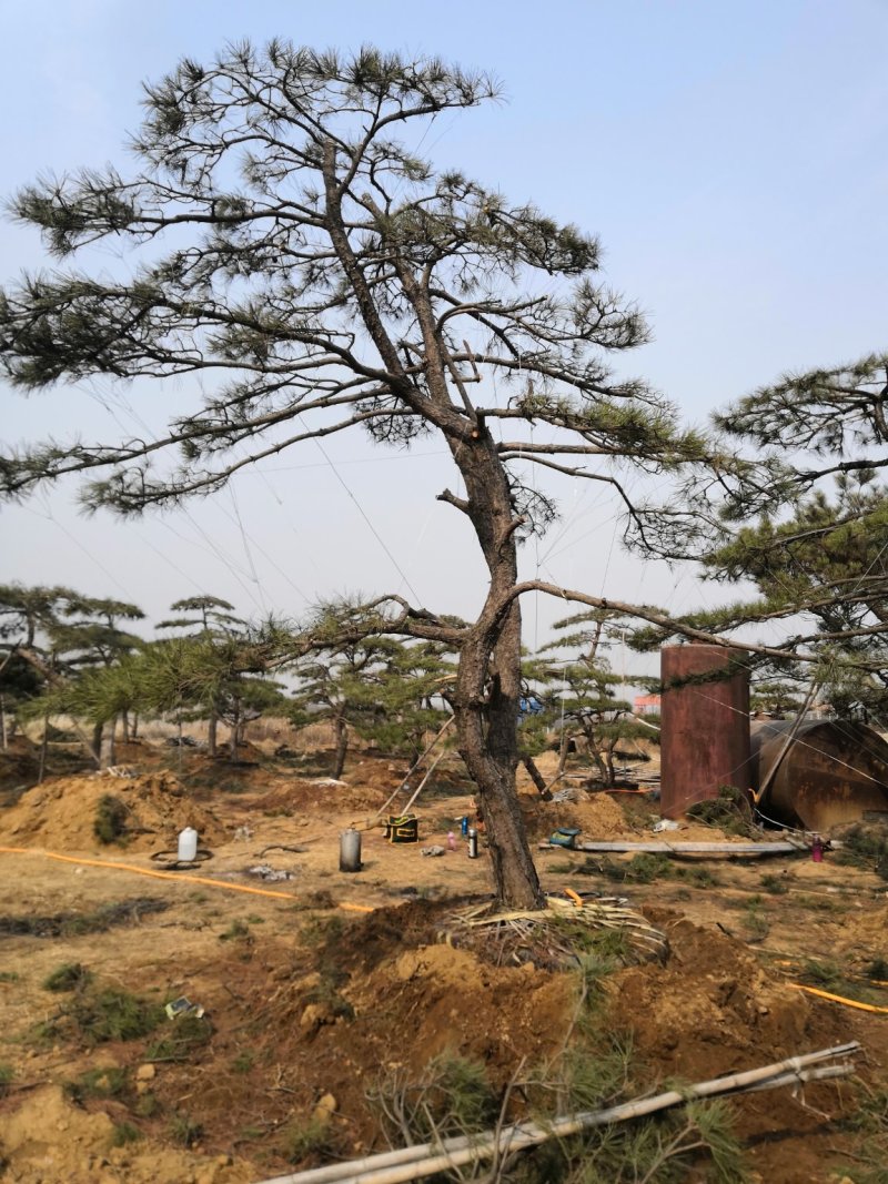 造型景观树泰山景松造型奇特春天移栽正合适