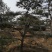 造型景观树泰山景松造型奇特春天移栽正合适